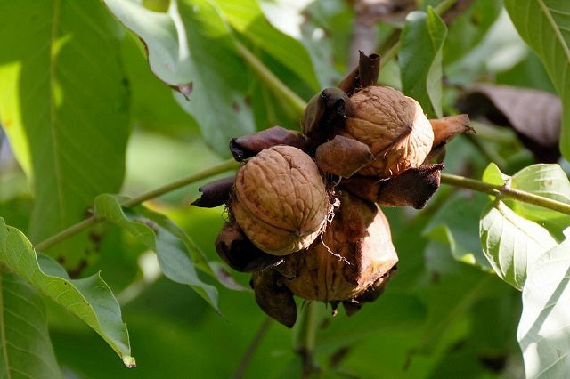 Nueces Casa Amézqueta